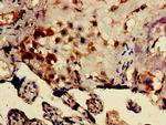 DRG1 Antibody in Immunohistochemistry (Paraffin) (IHC (P))