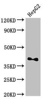 DRG1 Antibody in Western Blot (WB)