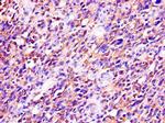 RTCB Antibody in Immunohistochemistry (Paraffin) (IHC (P))