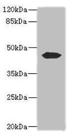 Actin-like 7B Antibody in Western Blot (WB)