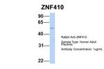 ZNF410 Polyclonal Antibody