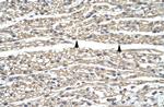 GZF1 Polyclonal Antibody