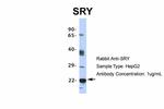 SRY Polyclonal Antibody