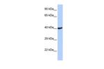 RNF113B Polyclonal Antibody