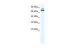 ZNF57 Polyclonal Antibody