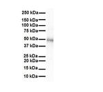 Connexin 47 Antibody in Western Blot (WB)