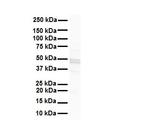 Connexin 47 Antibody in Western Blot (WB)