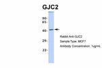 Connexin 47 Antibody in Western Blot (WB)