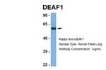 DEAF1 Antibody in Western Blot (WB)