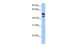 DEAF1 Antibody in Western Blot (WB)