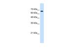 ZNF564 Polyclonal Antibody