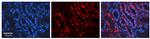AIF Polyclonal Antibody
