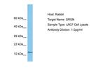 Serglycin Polyclonal Antibody