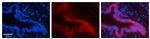PSMA1 Polyclonal Antibody