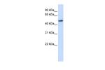 RNMT Polyclonal Antibody