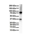 CPEB4 Antibody in Western Blot (WB)