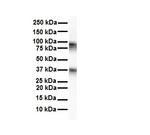 CPEB4 Antibody in Western Blot (WB)
