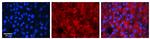RhoD Antibody in Immunohistochemistry (Paraffin) (IHC (P))