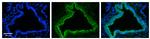 RhoD Polyclonal Antibody