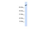 ARPP21 Antibody in Western Blot (WB)