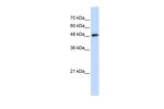 C14orf130 Polyclonal Antibody