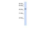 NIPA2 Antibody in Western Blot (WB)