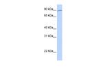 KIAA0317 Polyclonal Antibody