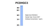 PCDHGC3 Antibody in Western Blot (WB)