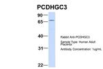 PCDHGC3 Polyclonal Antibody