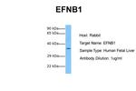 Ephrin B1 Antibody in Western Blot (WB)