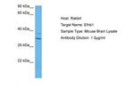 Ephrin B1 Antibody in Western Blot (WB)