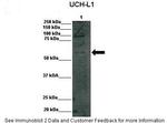 DGCR2 Polyclonal Antibody
