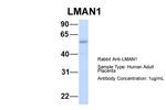LMAN1 Polyclonal Antibody