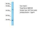 MMP23 Polyclonal Antibody