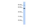 ATL3 Polyclonal Antibody