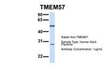 TMEM57 Polyclonal Antibody