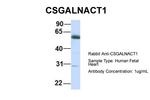 CSGALNACT1 Polyclonal Antibody