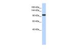 PAXBP1 Polyclonal Antibody