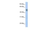 TRMU Polyclonal Antibody