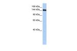 UGGT2 Polyclonal Antibody