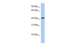 FAM105A Polyclonal Antibody