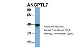 ANGPTL7 Polyclonal Antibody