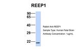 REEP1 Polyclonal Antibody