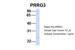 PRRG3 Polyclonal Antibody