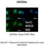 UNC84A Polyclonal Antibody
