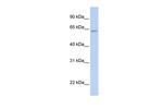 ARID5A Antibody in Western Blot (WB)