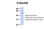 C18orf25 Antibody in Western Blot (WB)