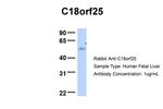 C18orf25 Polyclonal Antibody