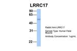 LRRC17 Polyclonal Antibody