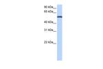 LACTB Polyclonal Antibody